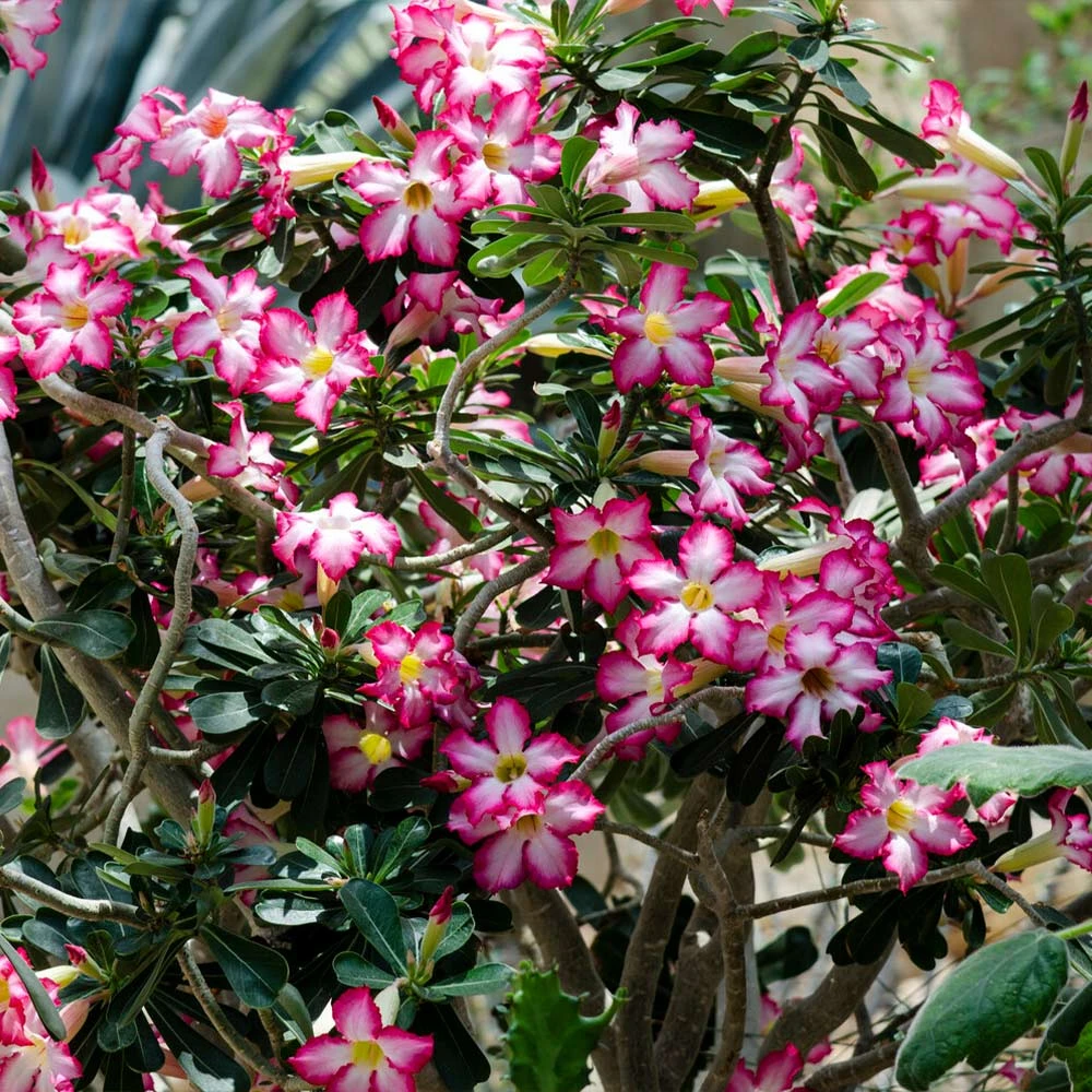 Desert Rose Adenium Shrub - Image 2