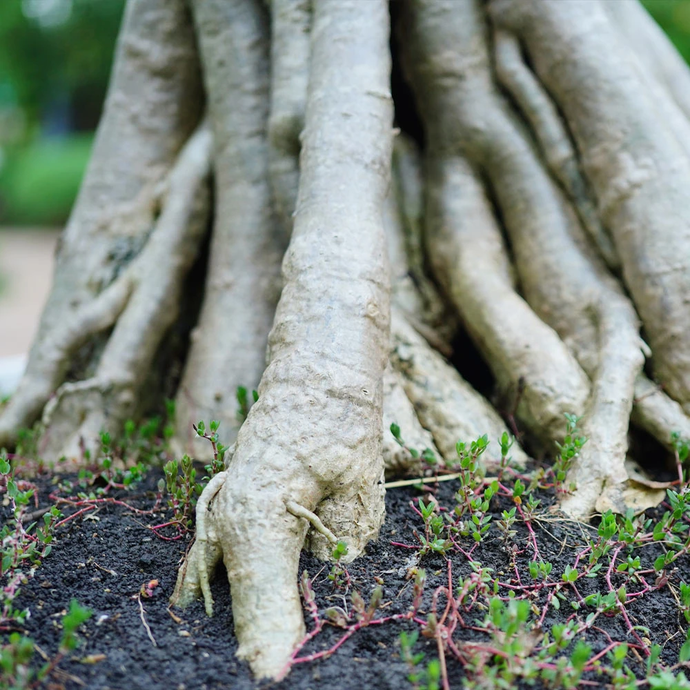 Desert Rose Adenium Shrub - Image 6