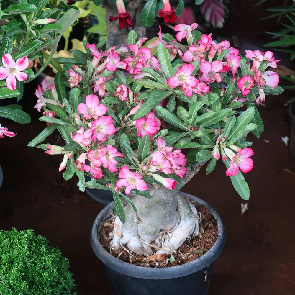 Desert Rose Adenium Shrub - Image 3