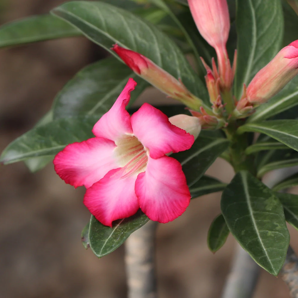 Desert Rose Adenium Shrub - Image 4