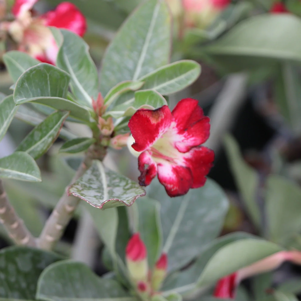 Desert Rose Adenium Shrub - Image 5