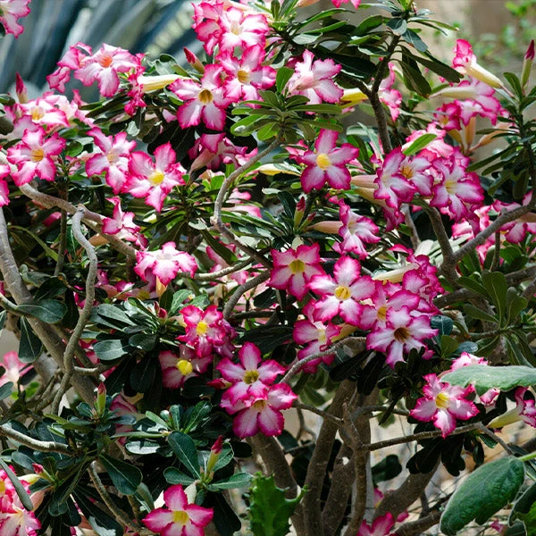 Desert Rose Adenium Shrub