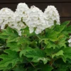 Alice Oakleaf Hydrangea Shrub