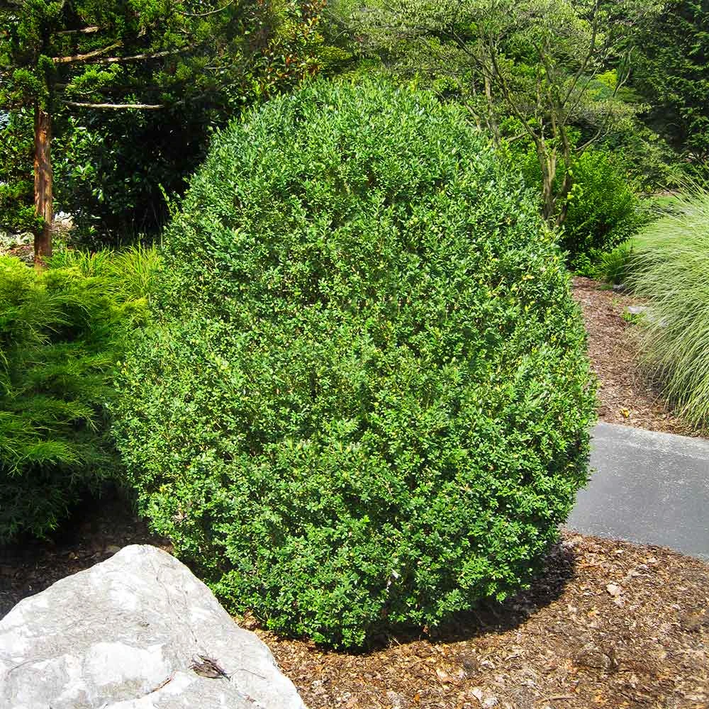 American Boxwood Shrub - Image 2