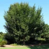 American Elm Tree