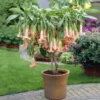 Peach Angel Trumpet Tree