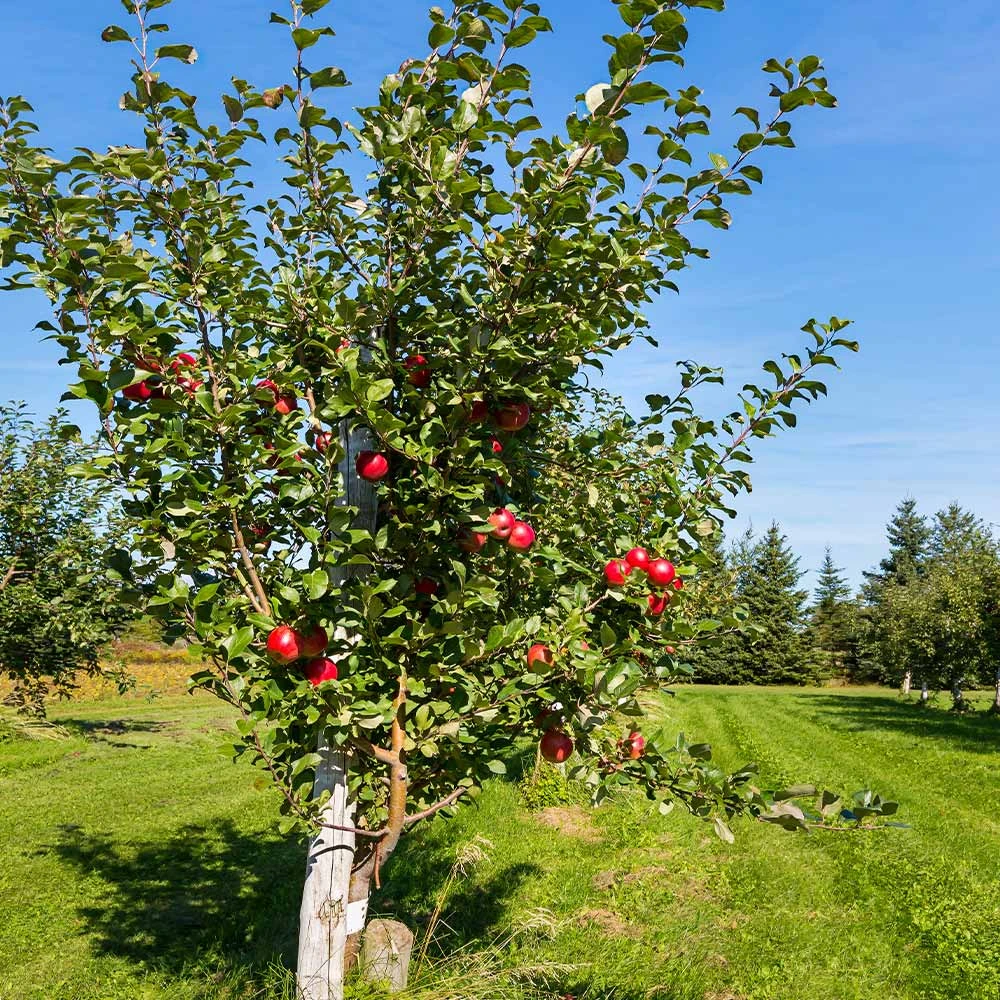 Anna Apple Tree - Image 3