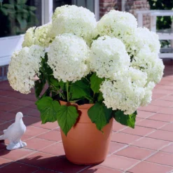 Annabelle Hydrangea Shrub