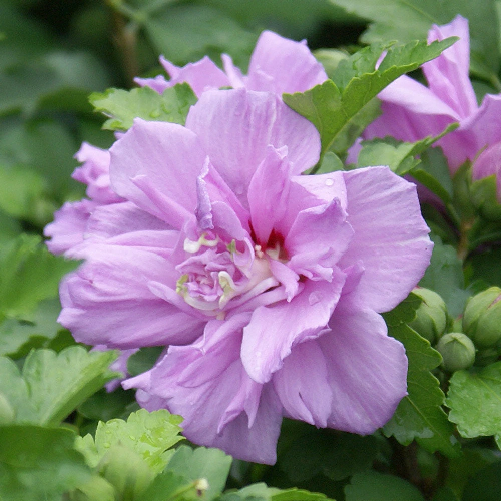Ardens Rose Of Sharon Althea Shrub - Image 4