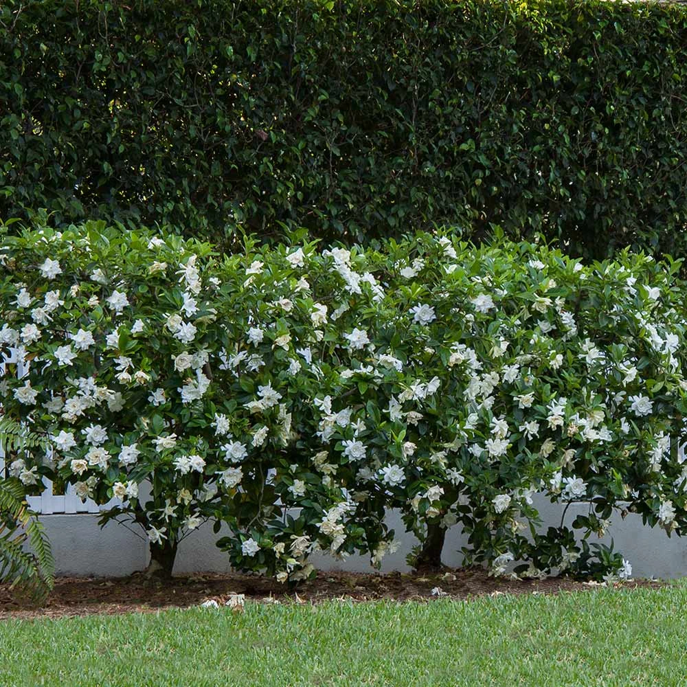 August Beauty Gardenia Shrub - Image 3