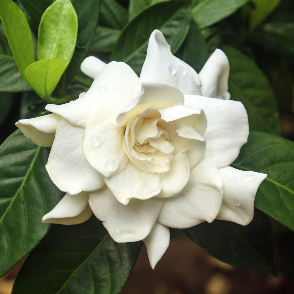 August Beauty Gardenia Shrub - Image 2
