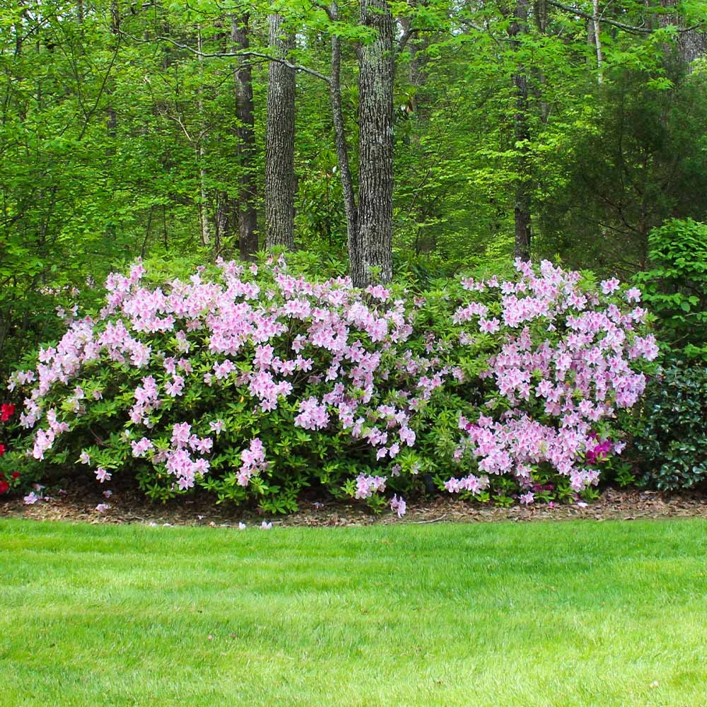 Autumn Belle® Encore® Azalea Shrub - Image 3