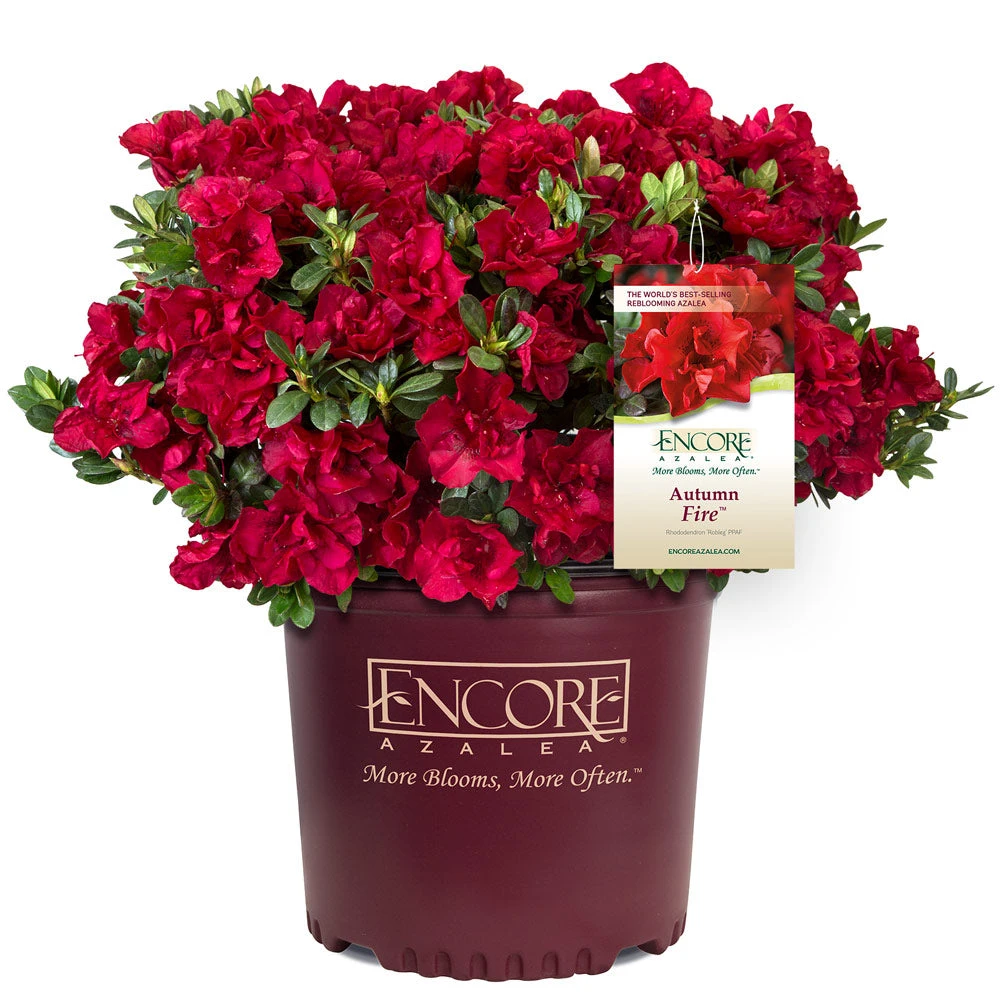 Autumn Fire® Encore® Azalea Shrub - Image 3