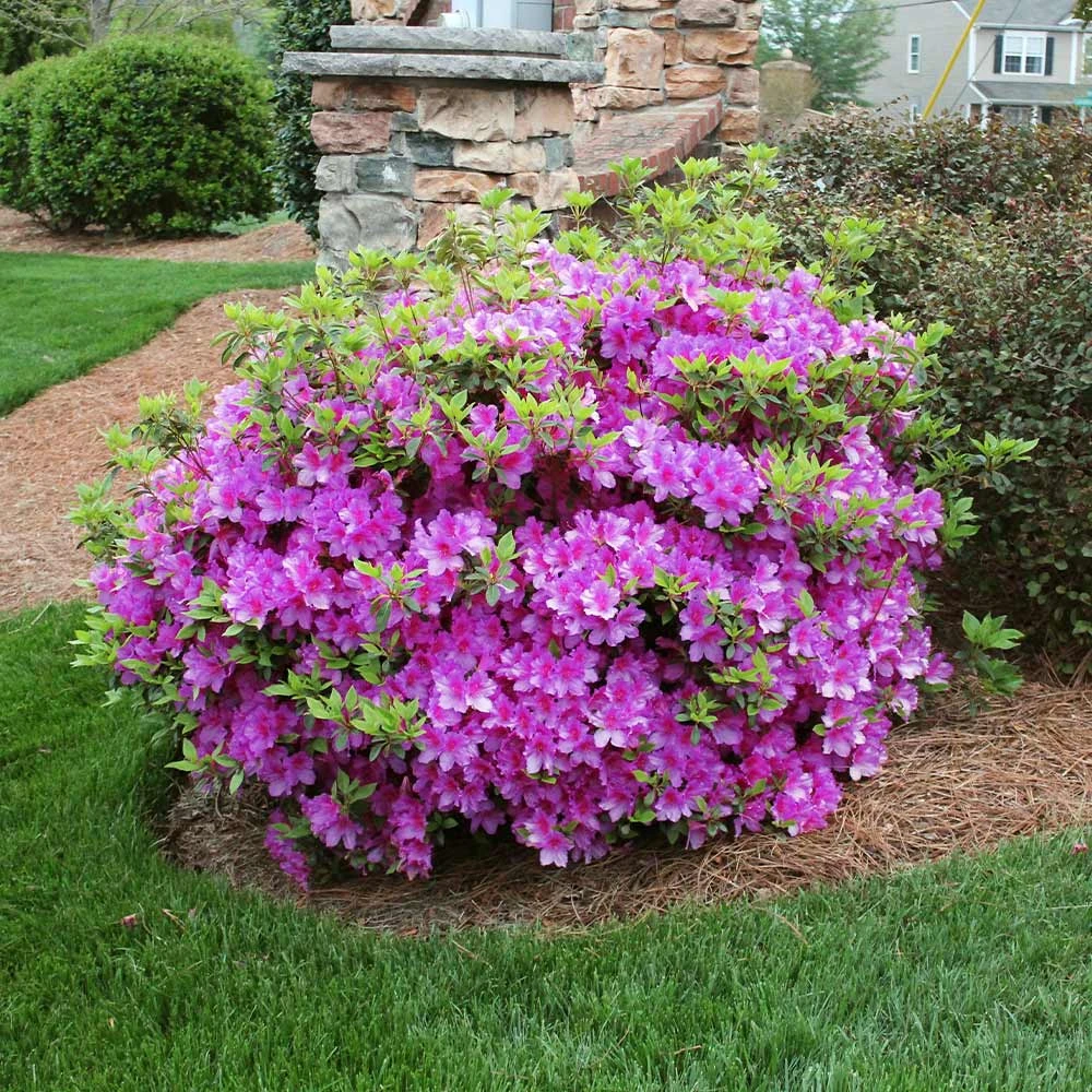 Autumn Royalty® Encore® Azalea Shrub - Image 2