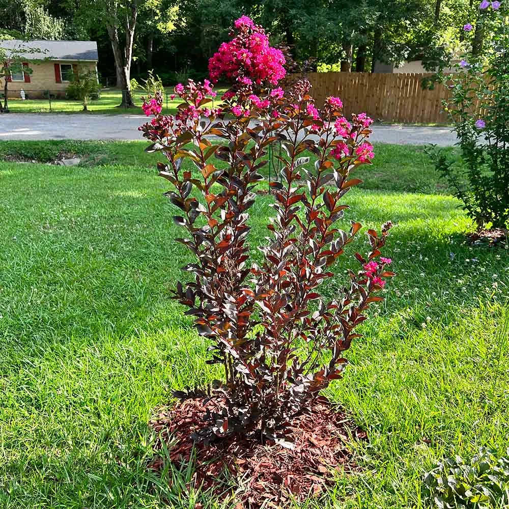 Black Diamond® Mystic Magenta™ Crape Myrtle Tree - Image 3