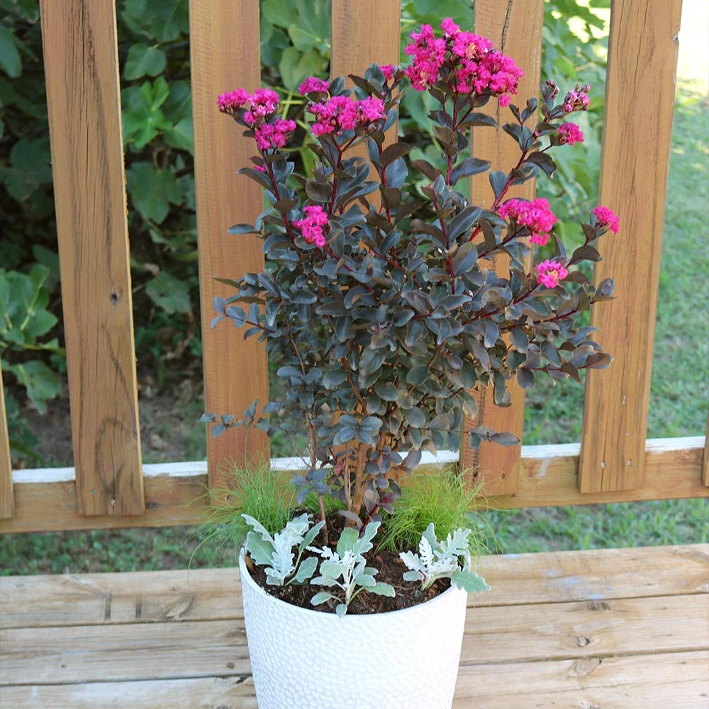 Black Diamond® Mystic Magenta™ Crape Myrtle Tree - Image 4