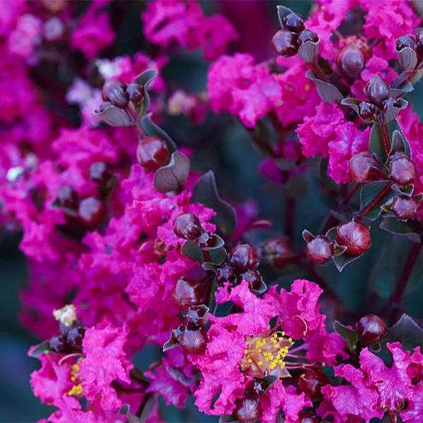 Black Diamond® Mystic Magenta™ Crape Myrtle Tree