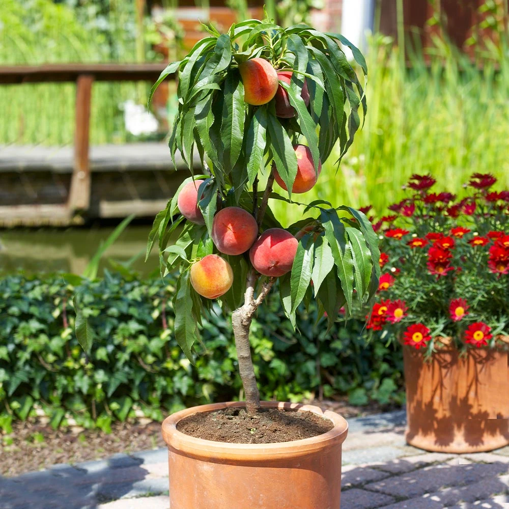 Bonanza Peach Tree - Image 2