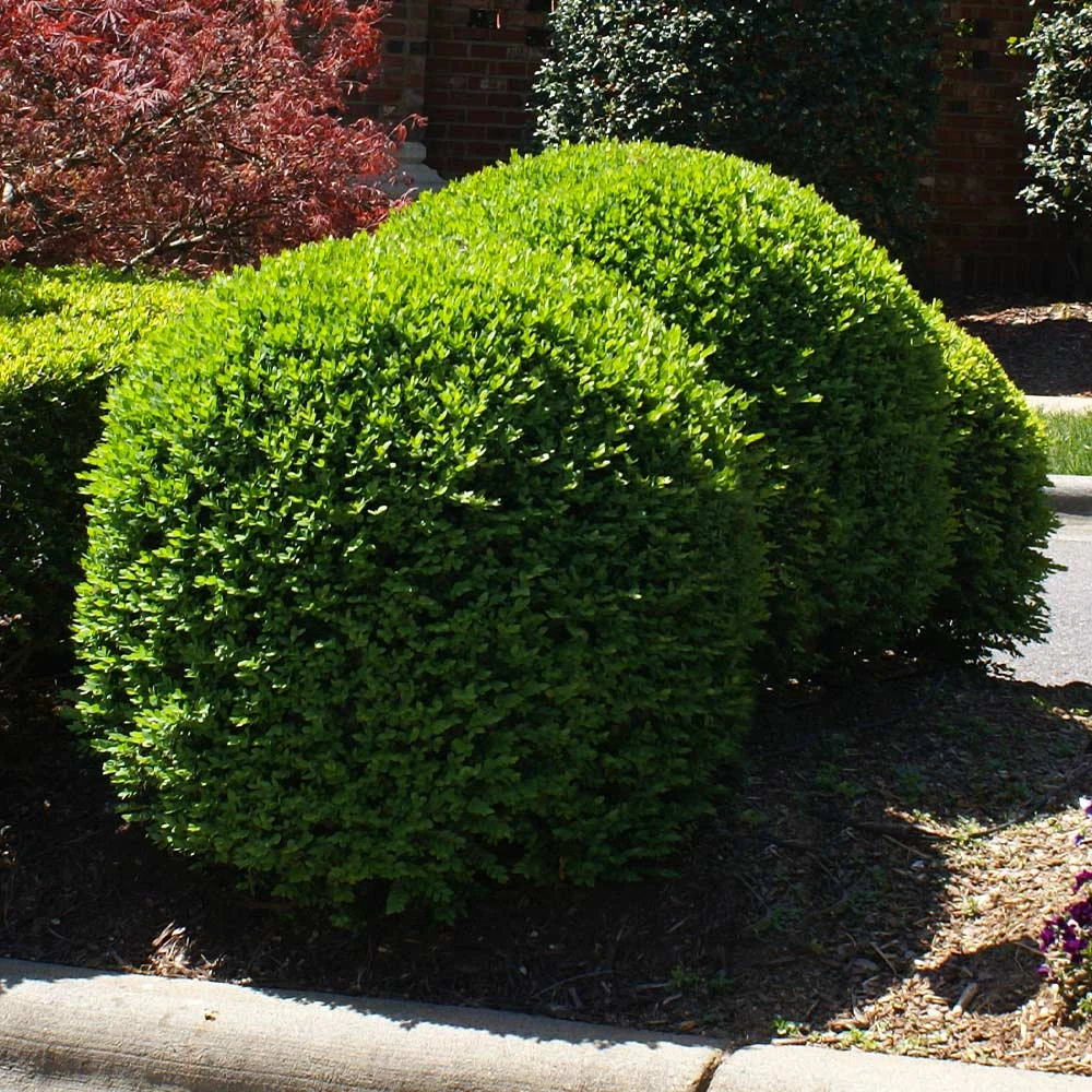 Titan Boxwood Shrub - Image 3