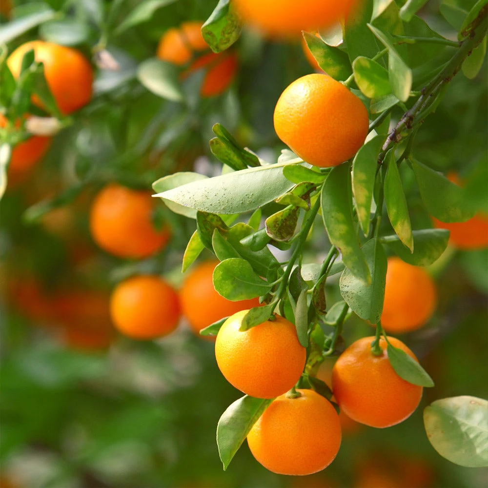 California Honey Mandarin Tree - Image 2