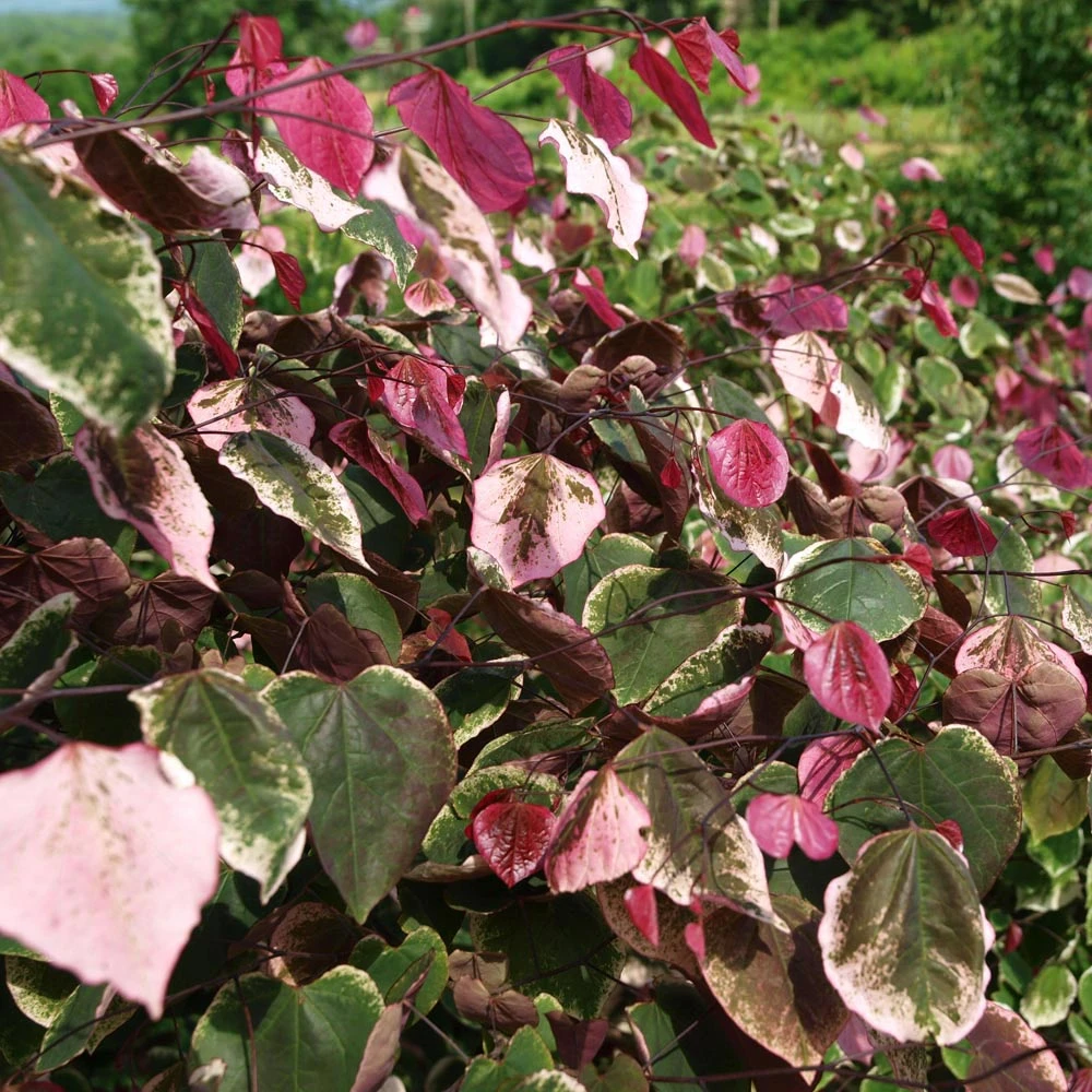 Carolina Sweetheart® Redbud Tree - Image 2