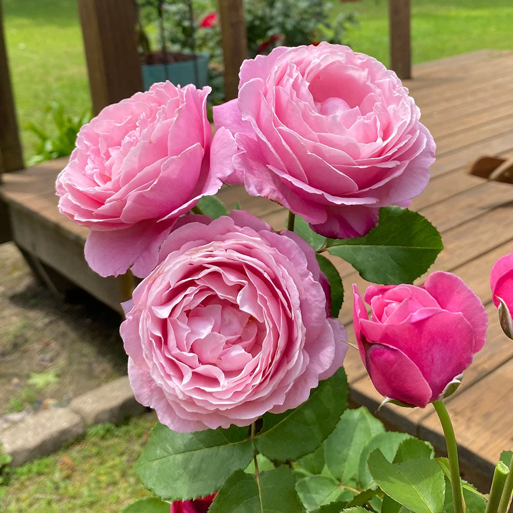 Cathedral Bells Rose - Image 2