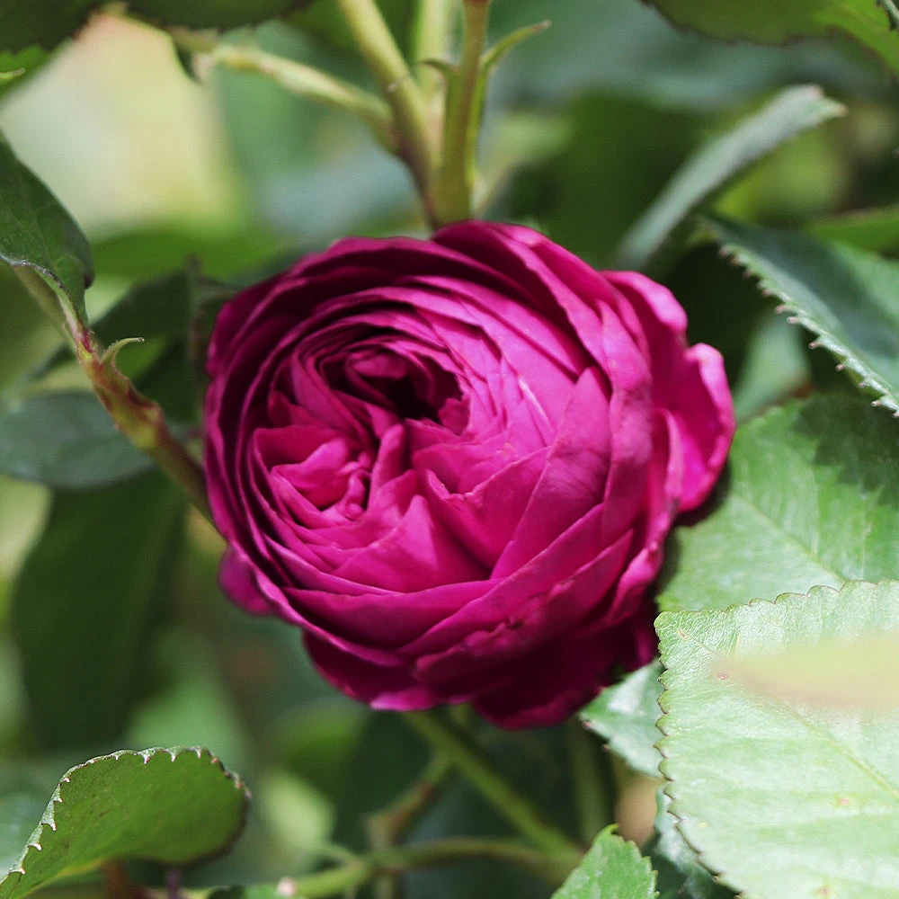 Celestial Nightâ„¢ Rose Tree - Image 4