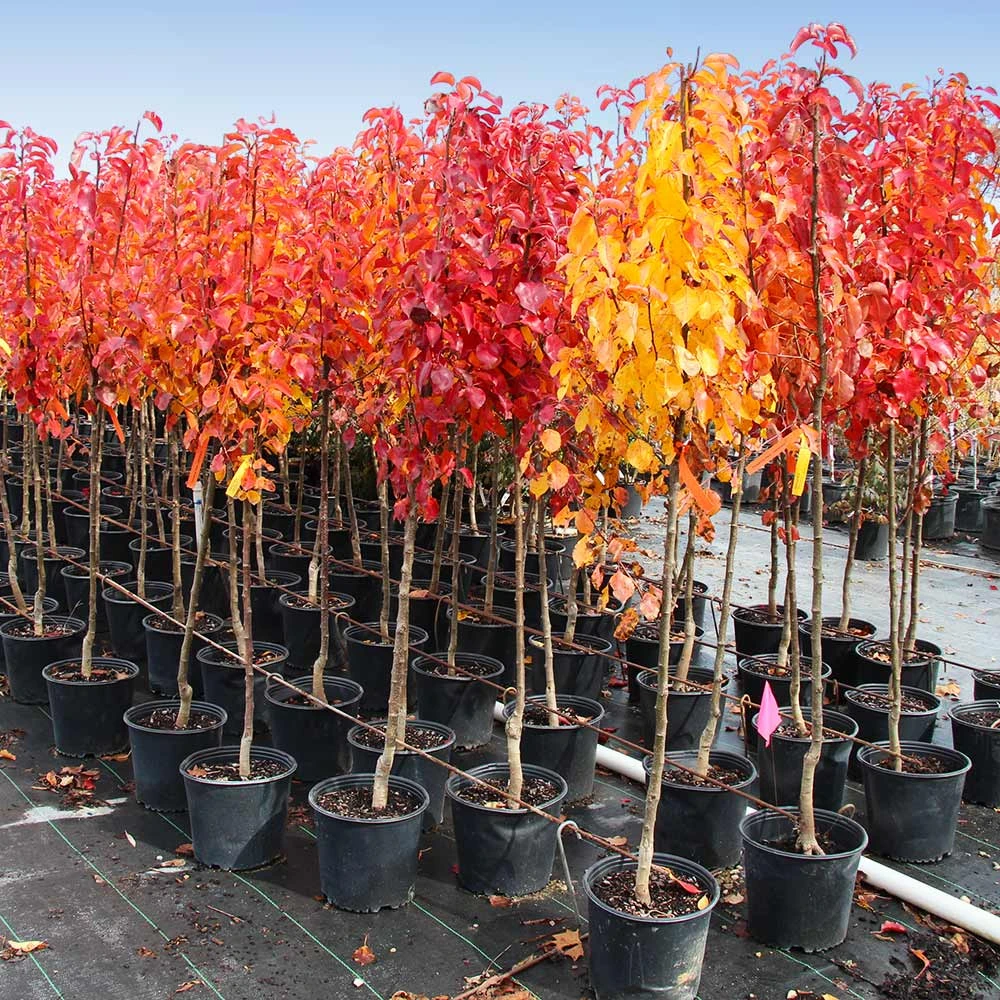 Cleveland Pear Tree - Image 5