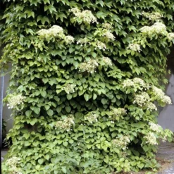 Climbing Hydrangea