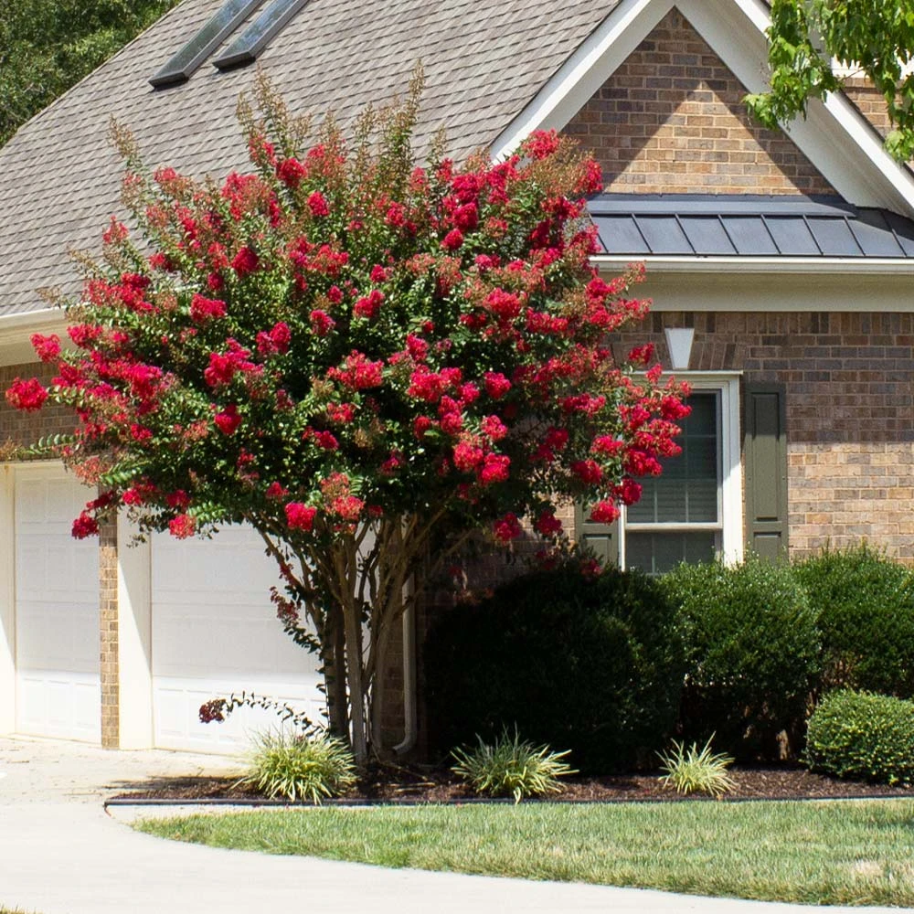Coloramaâ„¢ Scarlet Crape Myrtle - Image 3