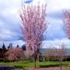 Columnar Sargent Cherry Tree
