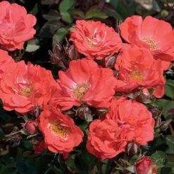 Coral DriftĀ® Rose