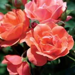 Coral Knock OutĀ® Rose Shrub