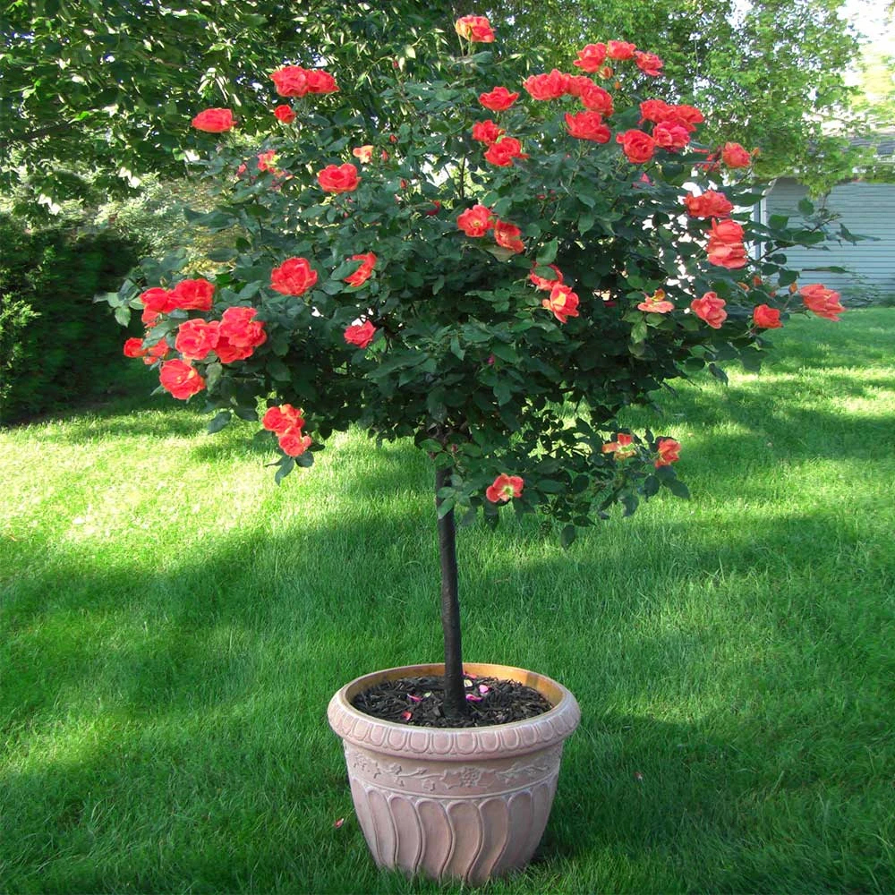 Coral Knock OutĀ® Rose Tree - Image 2