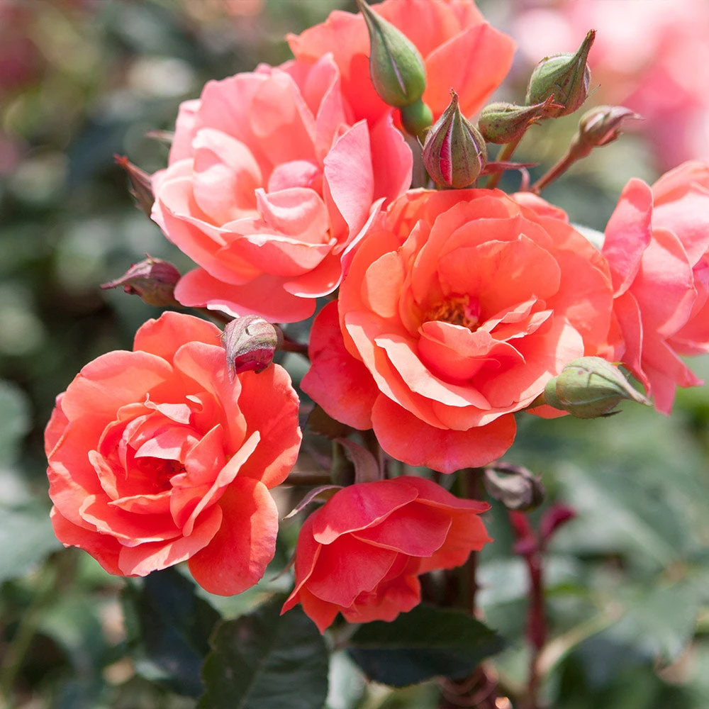 Coral Knock OutĀ® Rose Tree - Image 3