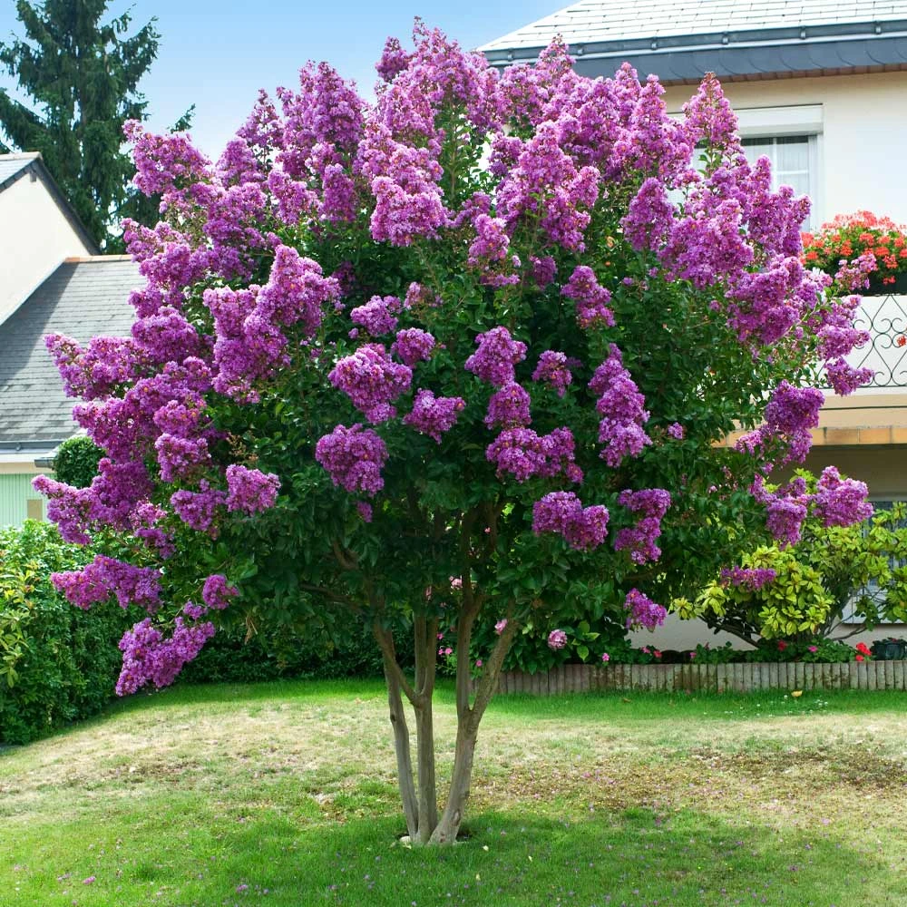 Twilight Crape Myrtle Tree - Image 3