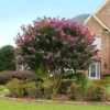 Twilight Crape Myrtle Tree