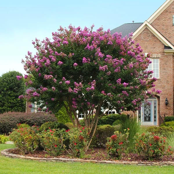 Twilight Crape Myrtle Tree