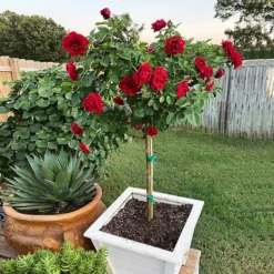 Dancing In The Dark™ Rose Tree