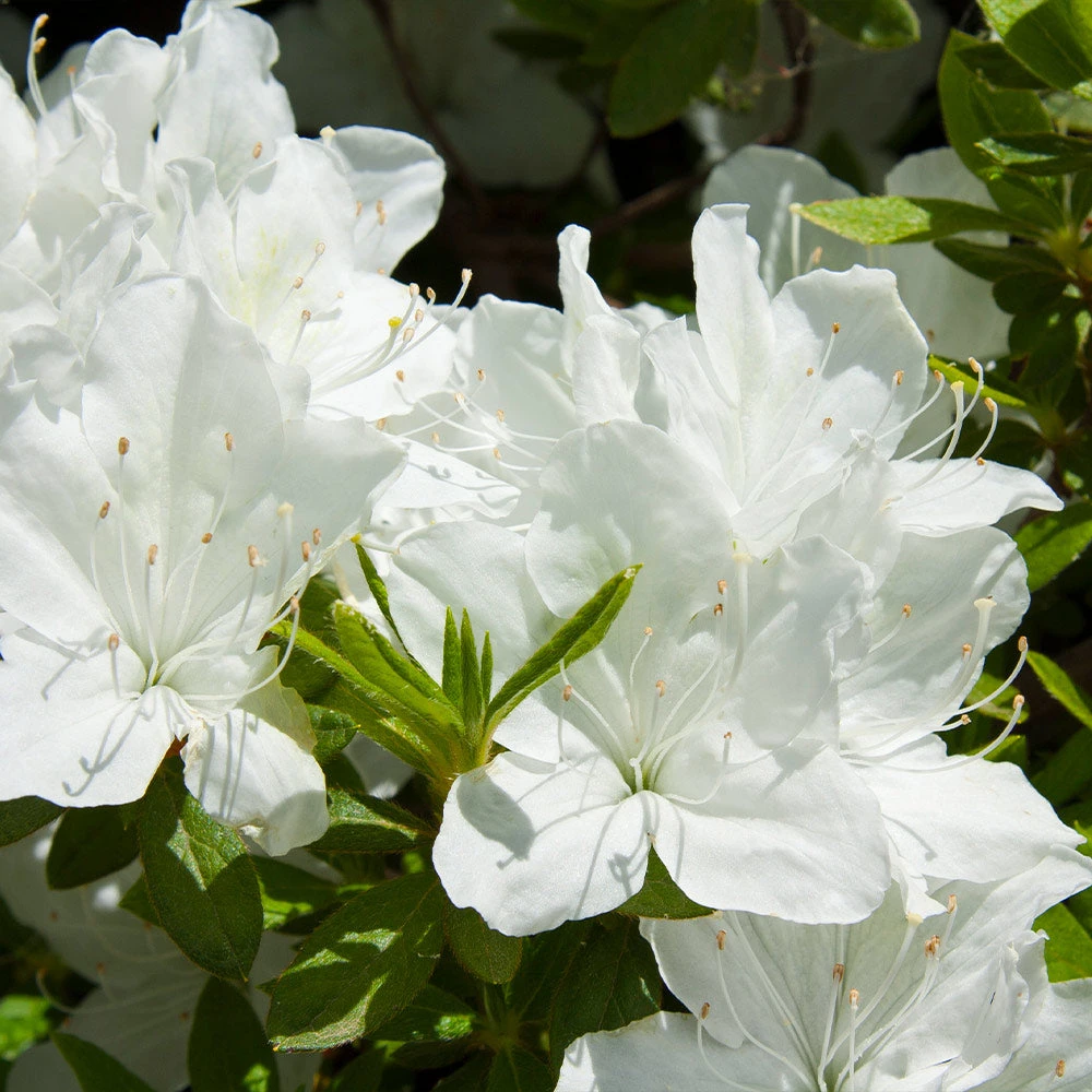 Delaware Valley White Azalea Shrub - Image 3