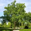 Drake Chinese Elm Tree