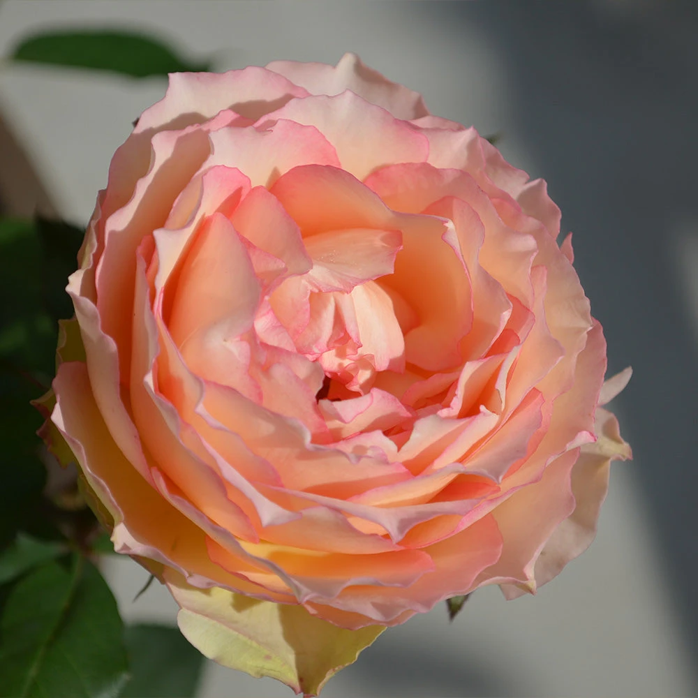 Euphoria® Rose Shrub - Image 2
