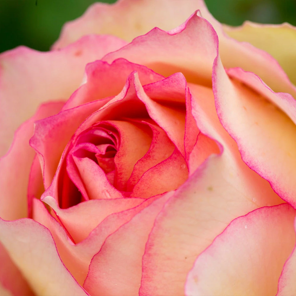 Euphoria® Rose Shrub - Image 4