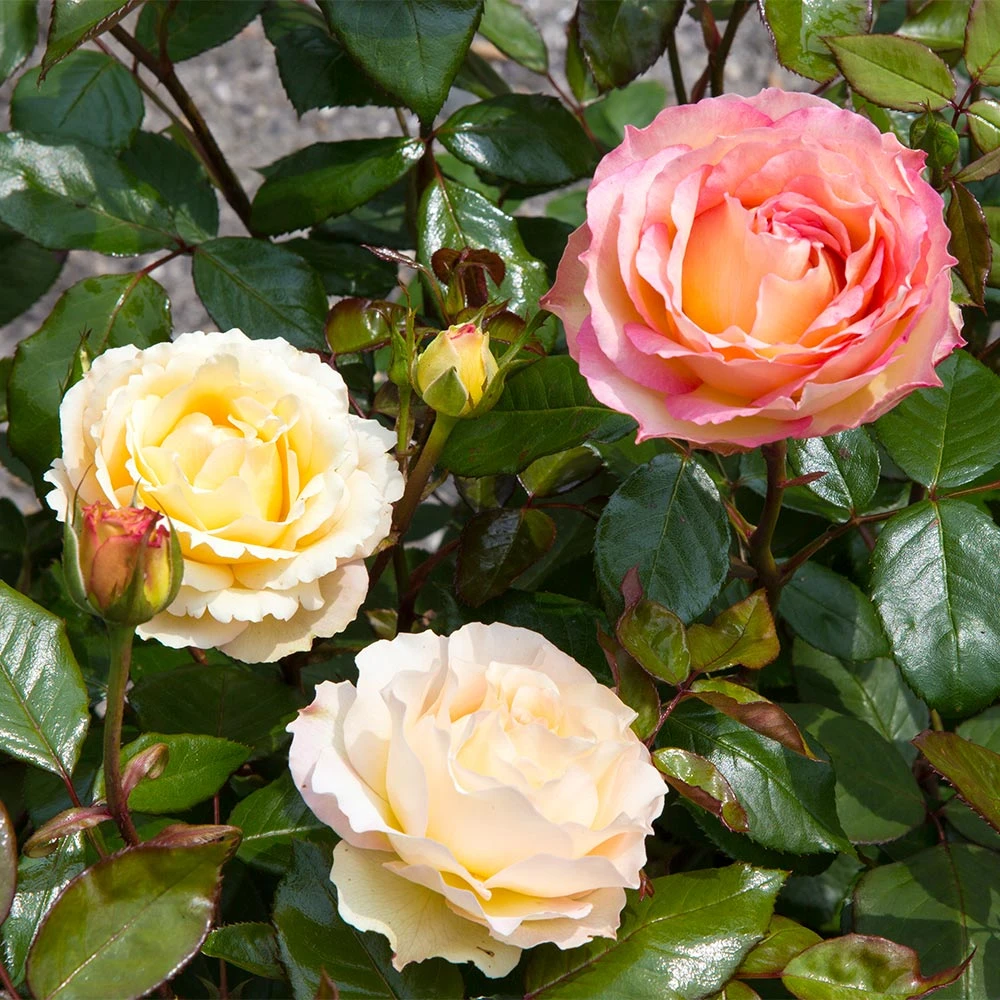 Euphoria® Rose Shrub - Image 5