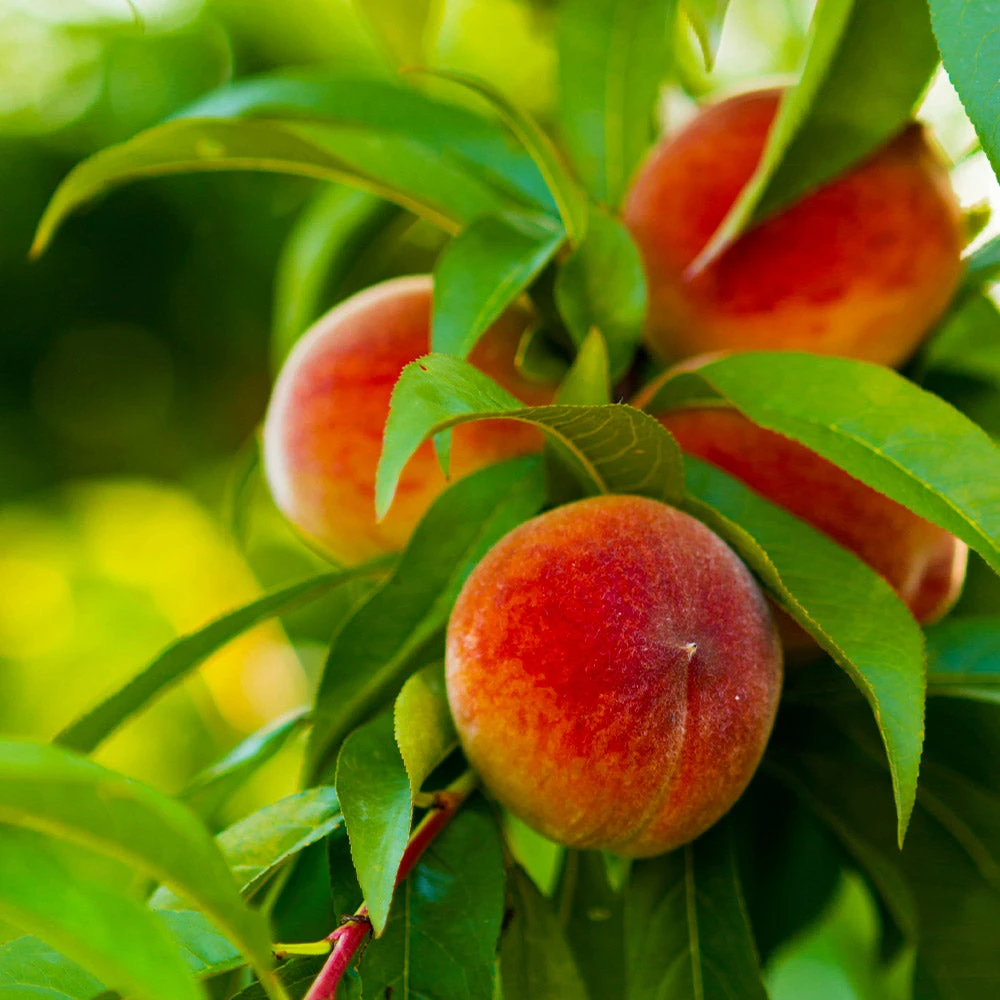 Elberta Peach Tree - Image 2