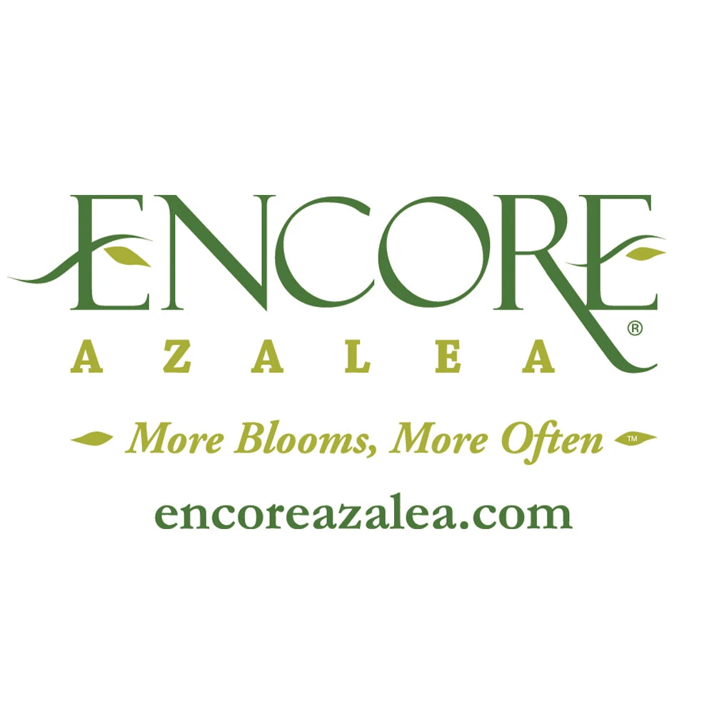 Autumn Belle® Encore® Azalea Shrub - Image 5