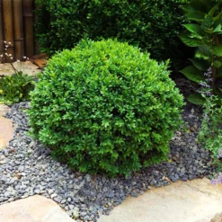 Dwarf English Boxwood Shrub