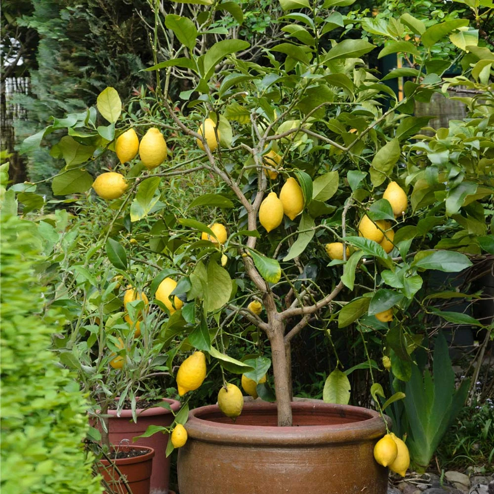 Eureka Lemon Tree - Image 2