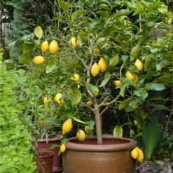 Eureka Lemon Tree