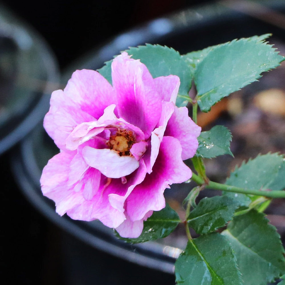 Eyeconic® Plum Lemonade Rose - Image 4